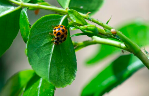 Фото Мощные способы избавления от тли: названы дешёвые и эфективные методы борьбы с вредителем 2 - Сиб.ФМ Фото Мощные способы избавления от тли: названы дешёвые и эфективные методы борьбы с вредителем 2